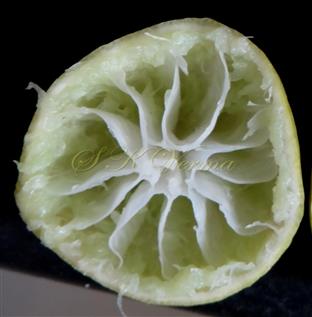  Fruit T.S. (squeezed)